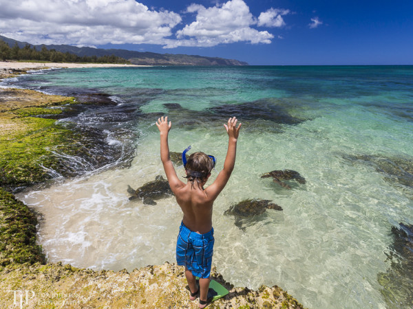 Young boy watches Green Sea Turtles on the North Shore of Oahu