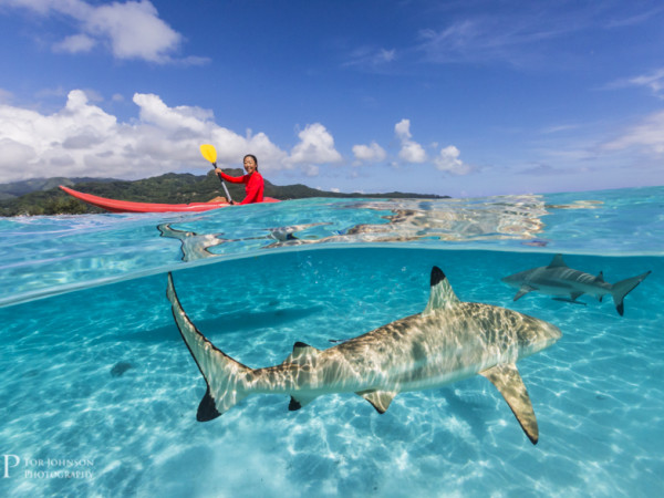 Blacktip Reef Sharks